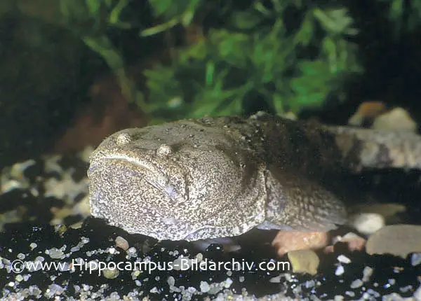 Thalassophryne amazonica photo