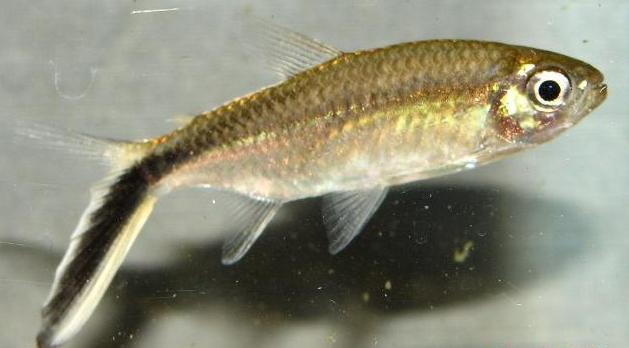 Thayeria obliqua photo