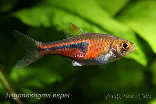 Trigonostigma espei photo