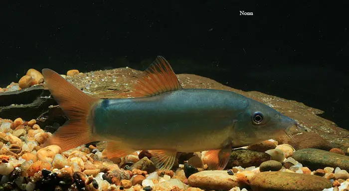 Yasuhikotakia modesta photo