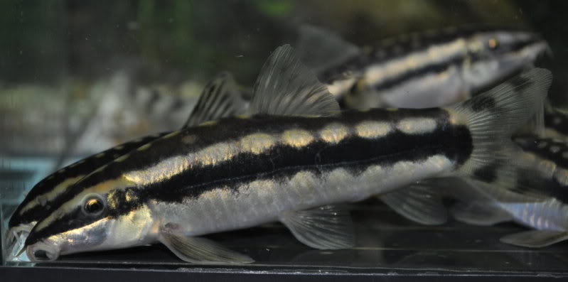 Ambastaia nigrolineata photo