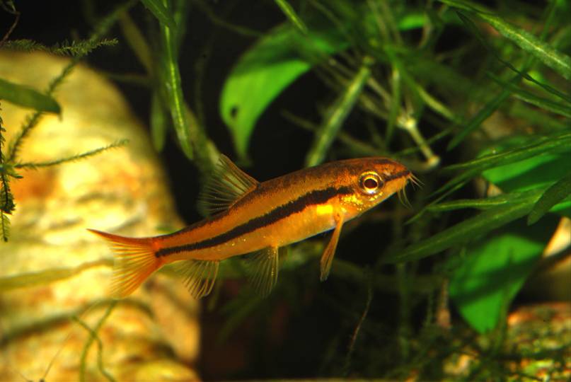 Petruichthys sp. rosy photo