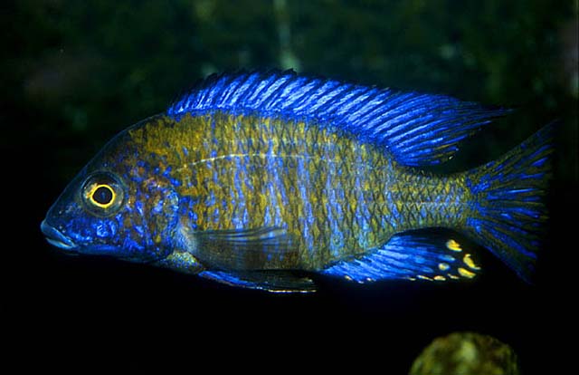 Aulonocara ethelwynnae photo