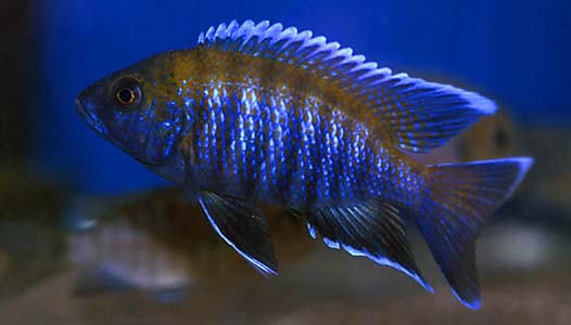 Aulonocara sp. walteri photo