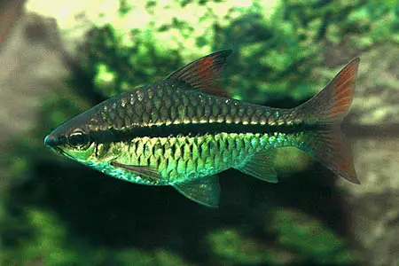 Barbus holotaenia photo