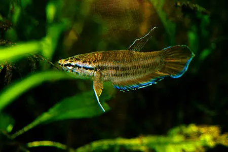 Betta picta photo