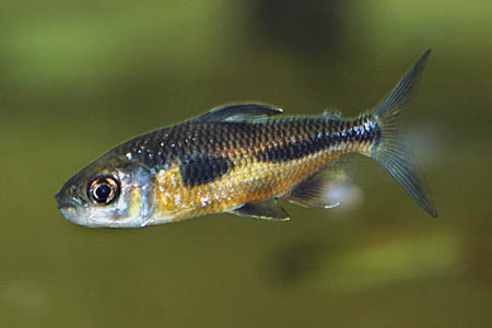 Bryconaethiops boulengeri photo