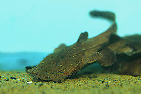 Chaca bankanensis photo