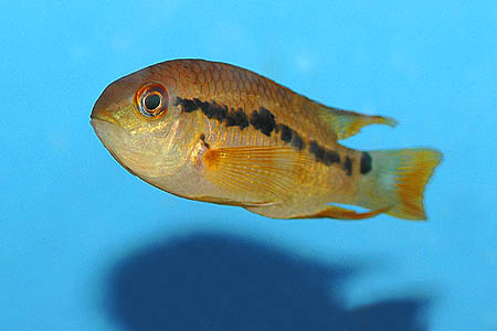 Cichlasoma boliviense photo