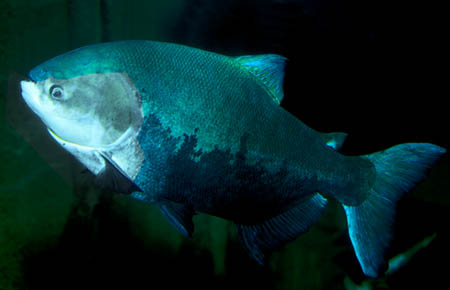 Colossoma macropomum photo