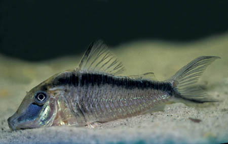Corydoras narcissus photo
