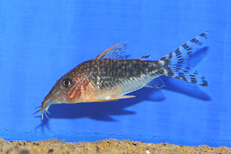 Corydoras seussi photo