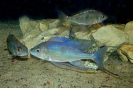Cyathopharynx furcifer photo