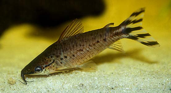 Dianema urostriatum photo