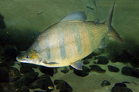 Distichodus lusosso photo