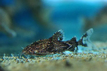Erethistes maesotensis photo