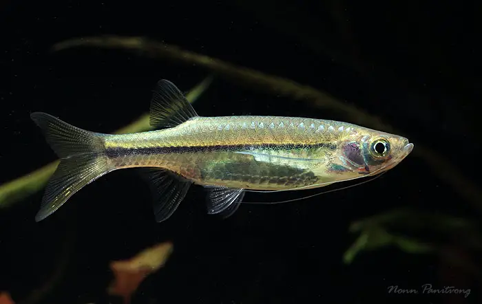 Esomus metallicus photo