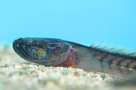 Gobioides broussonnetii photo