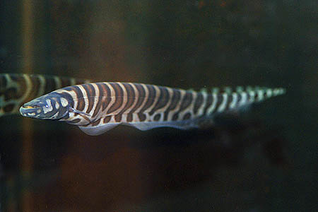 Gymnotus pedanopterus photo