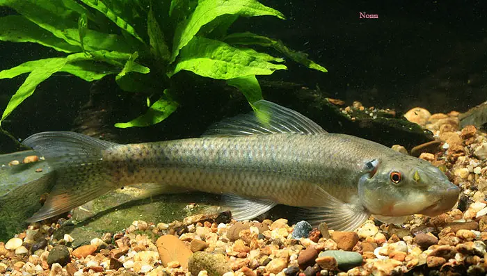 Gyrinocheilus aymonieri photo