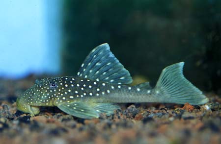Hemiancistrus sp. photo