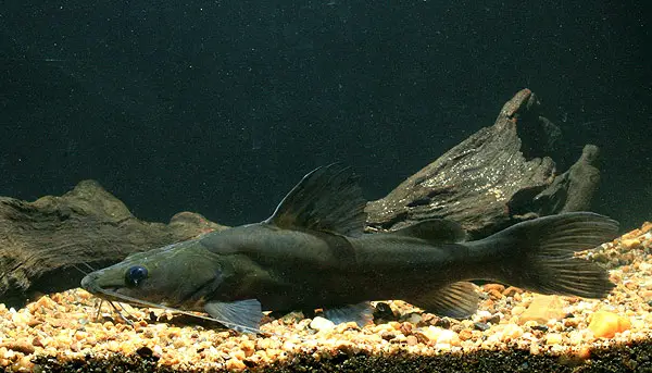 Hemibagrus filamentus photo