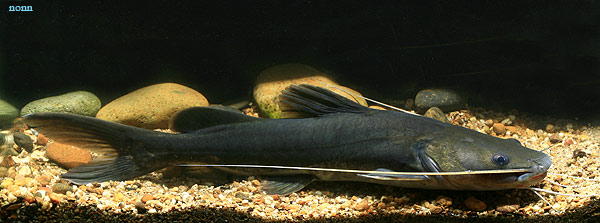 Hemibagrus microphthalmus photo
