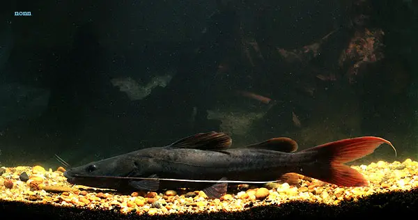 Hemibagrus wyckioides photo