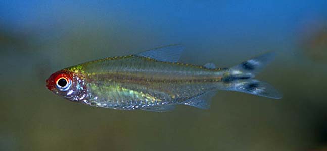 Hemigrammus rhodostomus photo