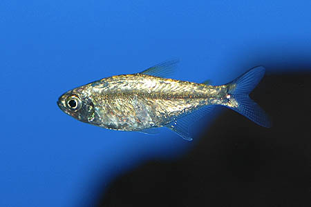 Hemigrammus rodwayi photo