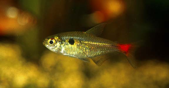 Hemigrammus stictus photo
