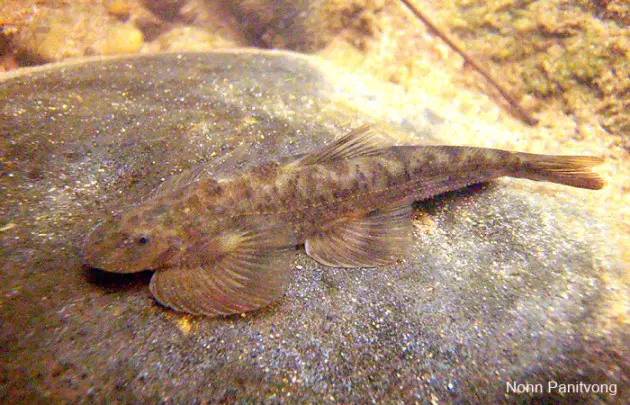 Hemimyzon nanensis photo