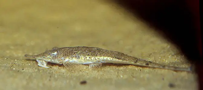 Hemiodontichthys acipenserinus photo