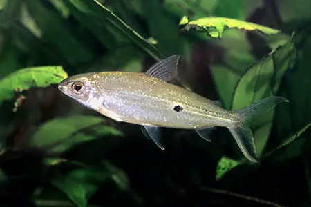 Hemiodus argenteus photo