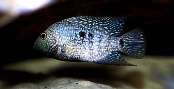 Herichthys carpintis photo