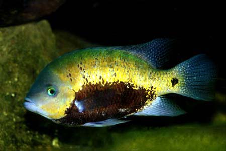 Herichthys pearsei photo