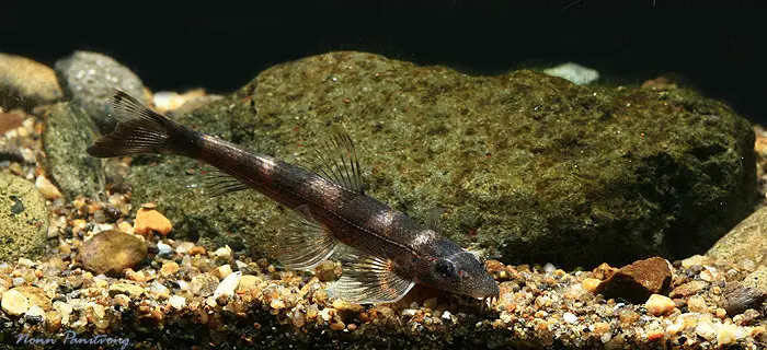 Balitoropsis zollingeri photo