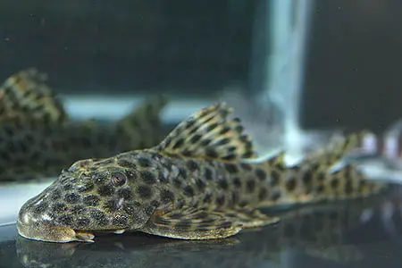 Hypostomus mutucae photo
