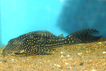 Hypostomus regani photo