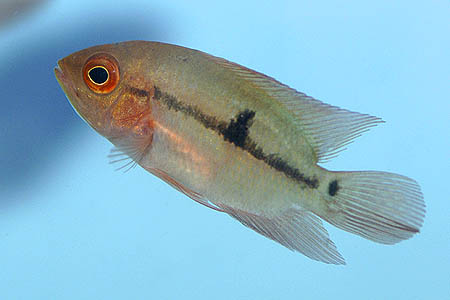 Hypselecara coryphaenoides photo