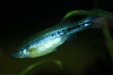 Ilyodon furcidens photo