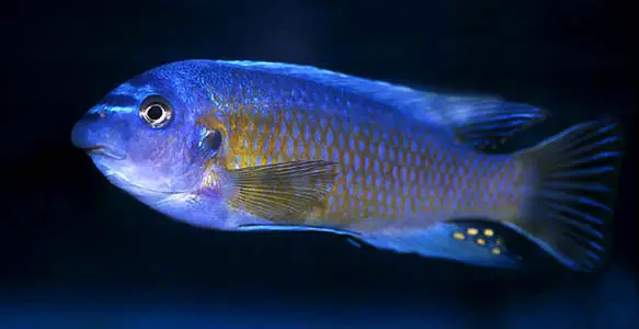 Labeotropheus fuelleborni photo