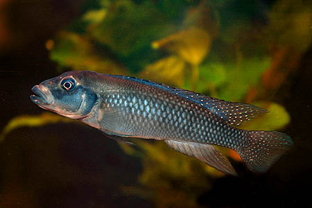 Lamprologus congoensis photo