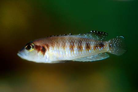 Lamprologus speciosus photo