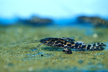 Leiarius longibarbis photo