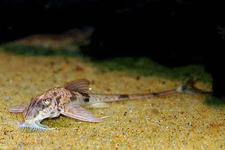 Loricaria simillima photo