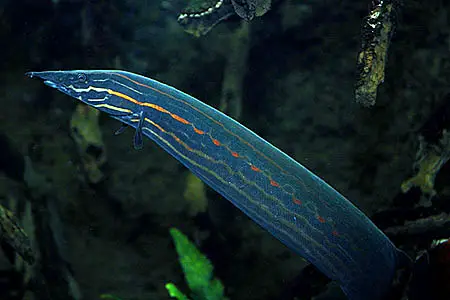 Mastacembelus erythrotaenia photo