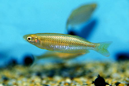 Melanotaenia gracilis photo