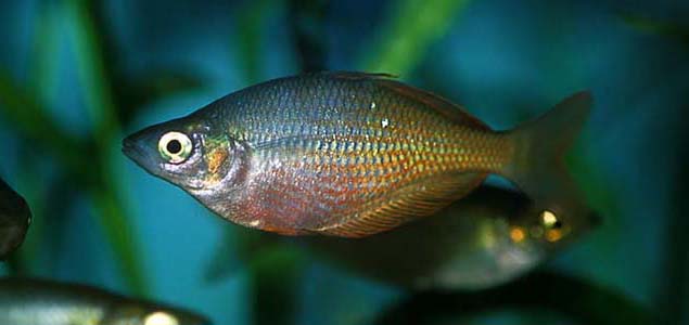 Melanotaenia irianjaya photo