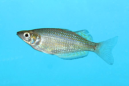 Melanotaenia splendida rubrostriata photo